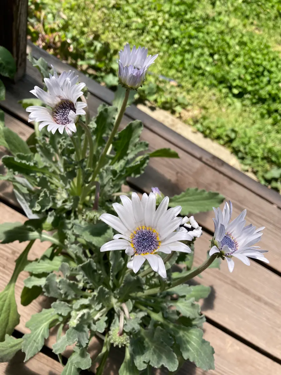 ユーカリ　ポポラス　/97 ユーカリポポラス/97