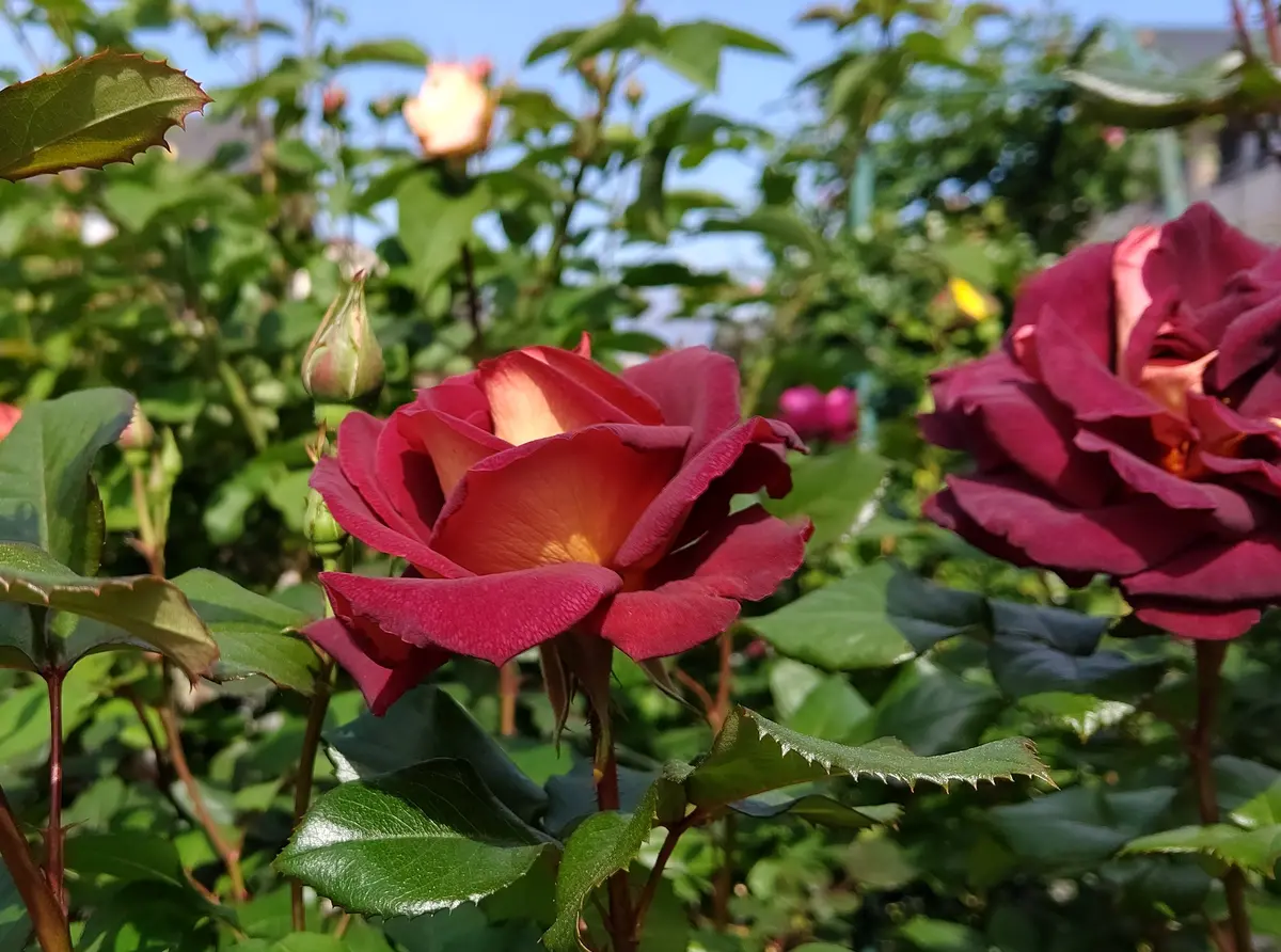 薔薇の庭🌹4/27真夜、ブラックゴールド｜園芸日記bywakaba
