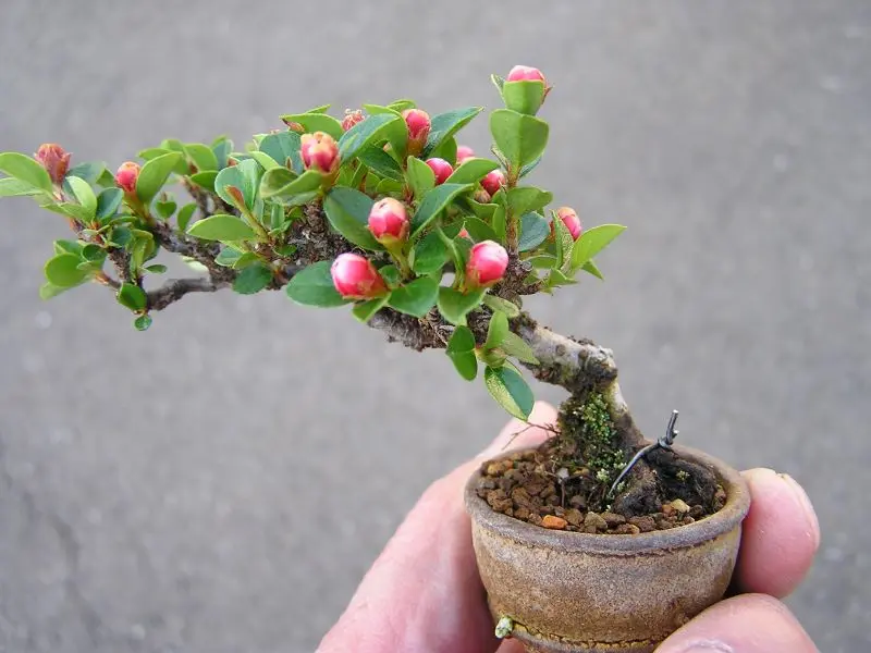 ミニ盆栽・紅紫檀｜園芸日記byたっちゃん｜みんなの趣味の園芸｜805164