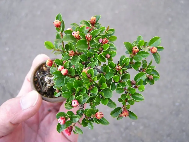 ミニ盆栽・紅紫檀｜園芸日記byたっちゃん｜みんなの趣味の園芸｜805164