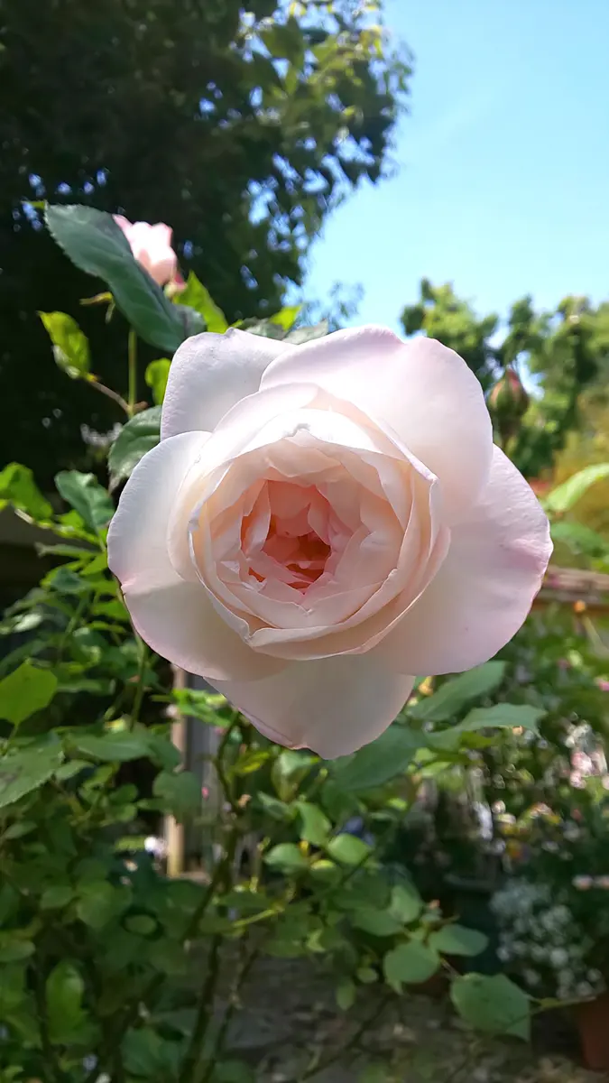 ストロベリーマカロン｜園芸日記byビスケ｜みんなの趣味の園芸｜805347