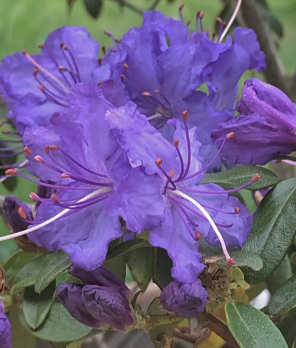 SOLD OUT】クボタ コンバイン ラクリード 2条刈 ER217 現行機種 16.5