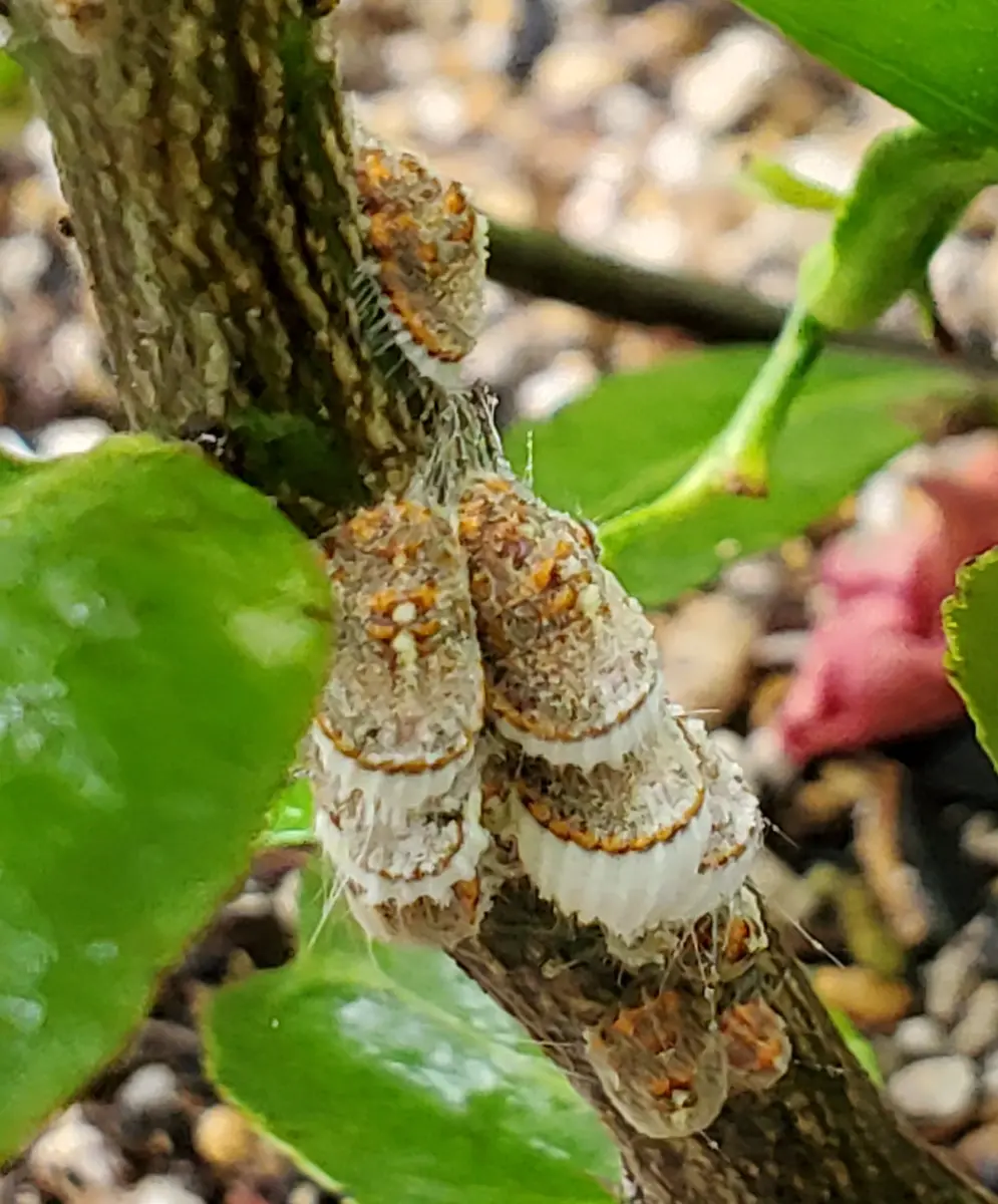 レモン の 木 虫