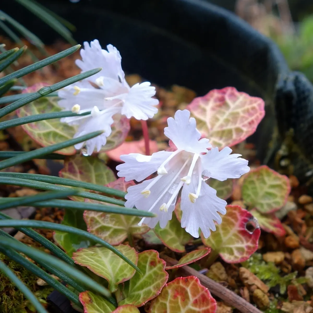 GW園芸三昧｜園芸日記byBluePoppy｜みんなの趣味の園芸｜806027 