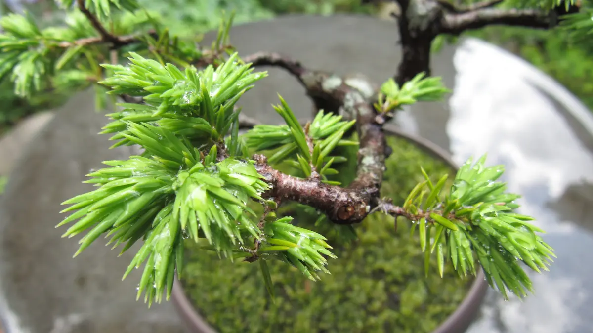 松柏盆栽-杜松(トショウ)｜園芸日記byshinji70｜みんなの趣味の園芸 