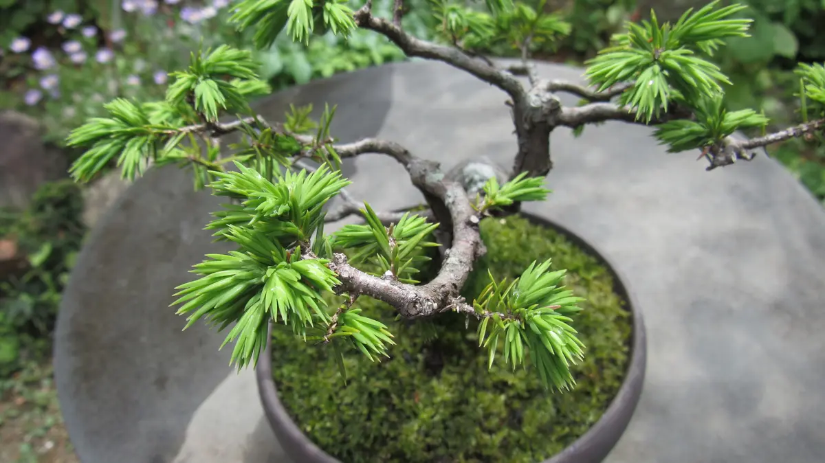 松柏盆栽-杜松(トショウ)｜園芸日記byshinji70｜みんなの趣味の園芸