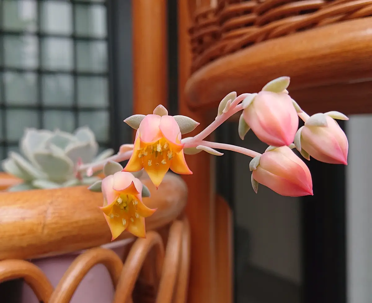 多肉植物の花が咲く｜園芸日記byごん助｜みんなの趣味の園芸｜806875