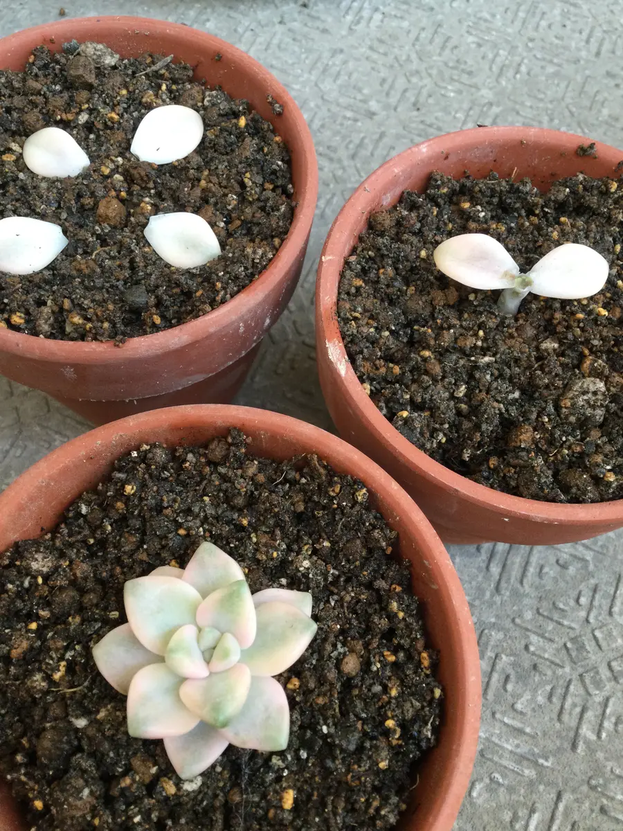 アプリコット美人、植えました。｜園芸日記byはーとねこ｜みんなの趣味