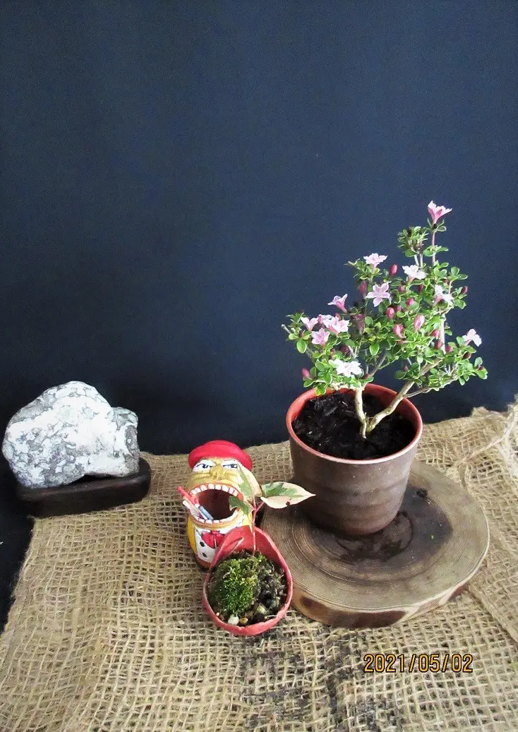 特大 山採りハイノキ 2.8M(鉢底から)品番C 【公式通販】