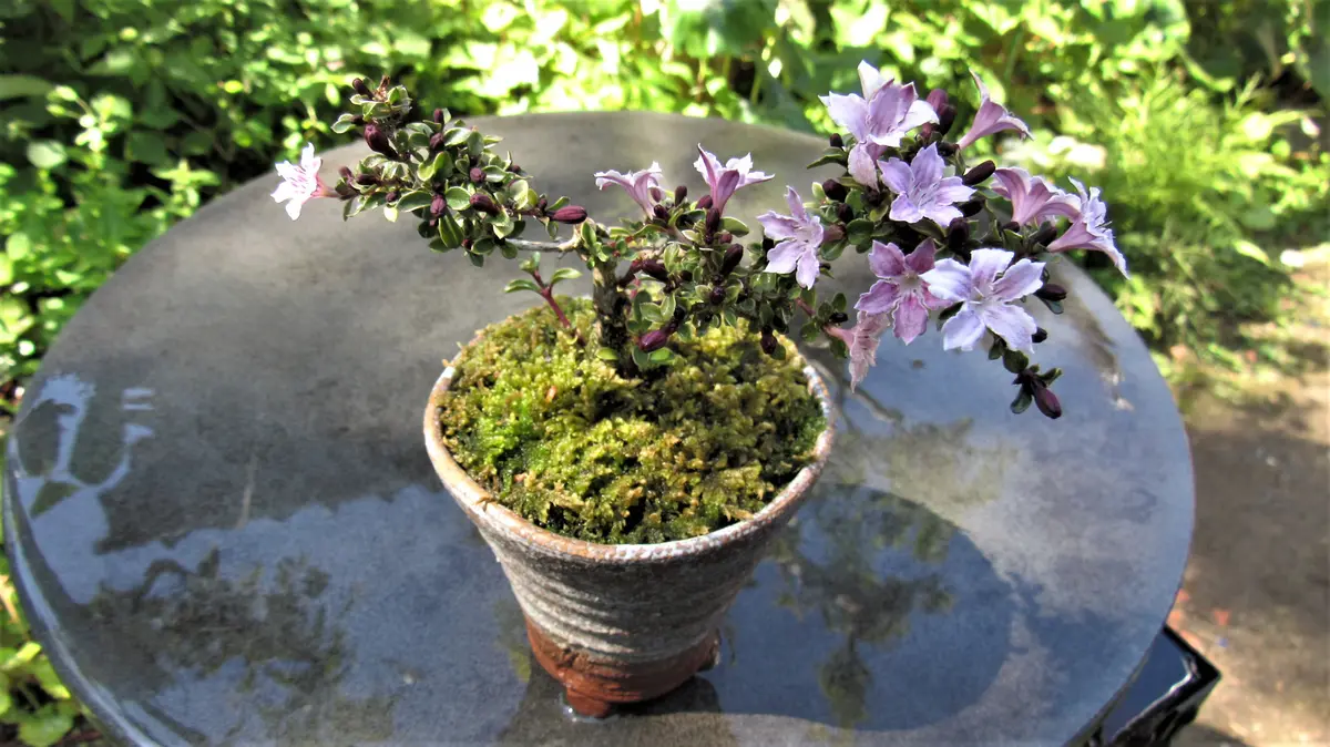 盆栽の花-斑入り香丁花(コウチョウゲ)｜園芸日記byshinji70｜みんなの