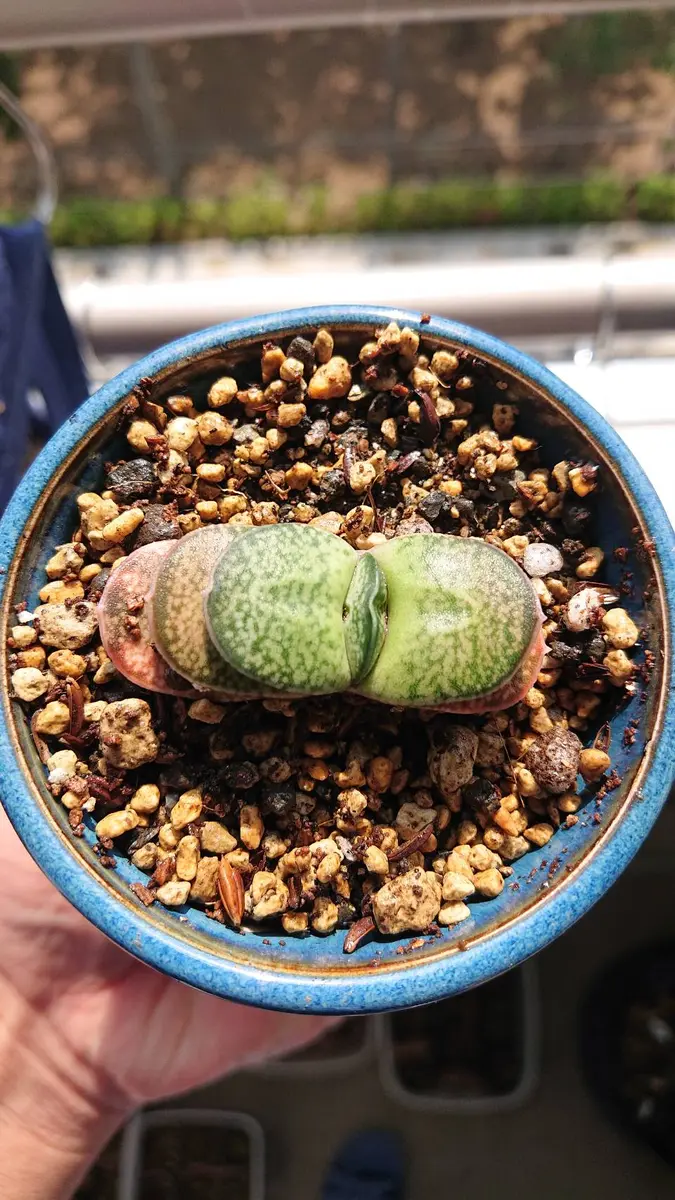 ガステリア・ブラキフィラ変種ベイエリ｜園芸日記byかじゅじゅ