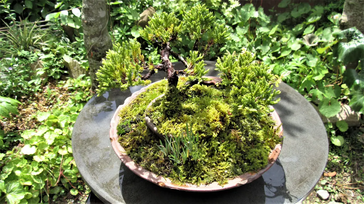 松柏盆栽-磯馴(ソナレ)｜園芸日記byshinji70｜みんなの趣味の園芸｜808297