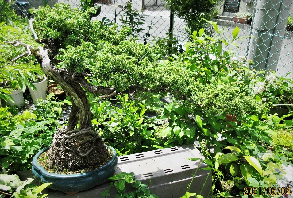 今年は老木『杜松』に多くの花が咲く。｜園芸日記bymeika｜みんなの