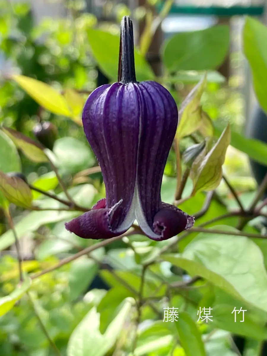 藤煤竹｜園芸日記by植花夢isikawa｜みんなの趣味の園芸｜808569