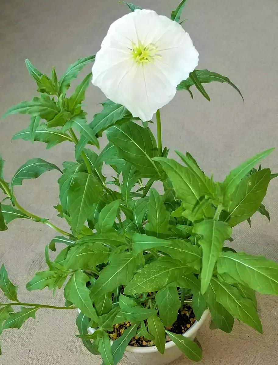 ①早くてびっくり、、月見草｜園芸日記byおれんじぺこ｜みんなの趣味の