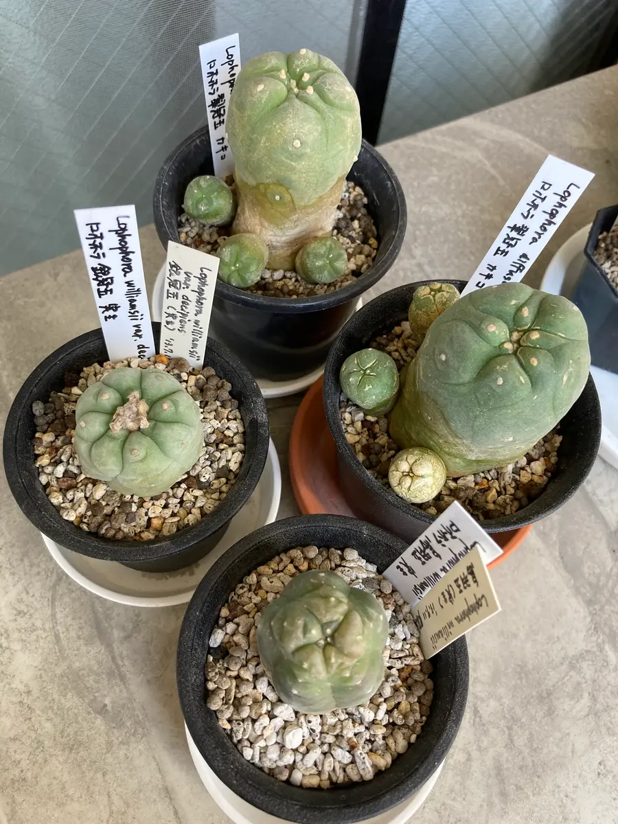 サボテン植え替え202104-05｜園芸日記byさすらふ花好き