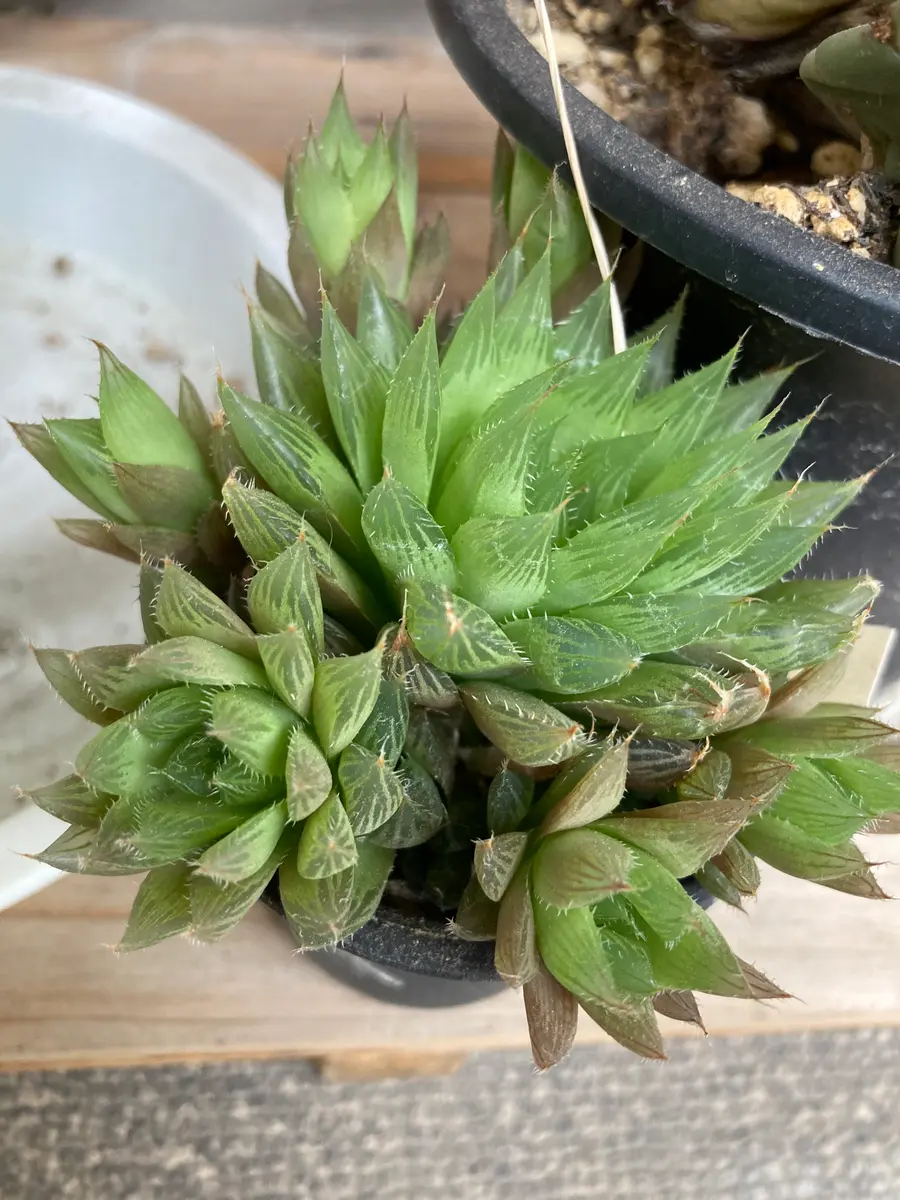 ハオルチア青雲の舞の植え替え20210505｜園芸日記byさすらふ花