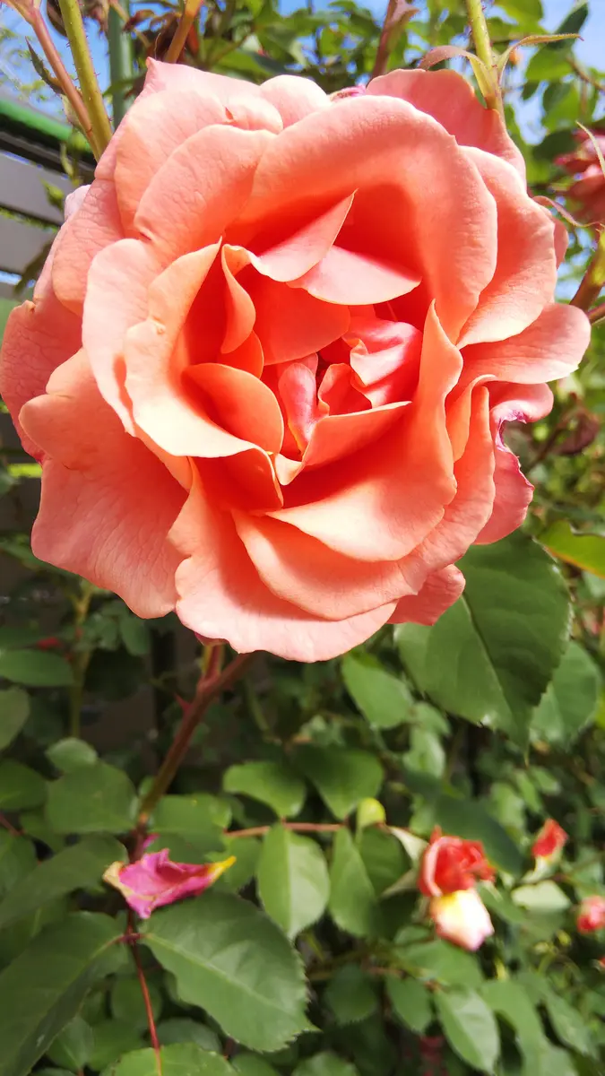 サンセットグロウつるバラ|園芸日記by松菊紅花|みんなの趣味の サンセットグロウつるバラ|園芸日記by松菊紅花|みんなの趣味の