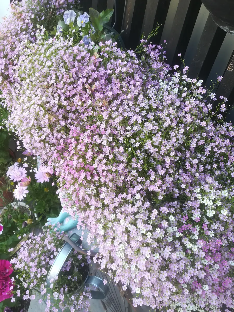 かすみ草❇️ジプシー❇️開花中④｜園芸日記byももぽん(旧ひろもも)｜みんなの趣味の園芸｜809893