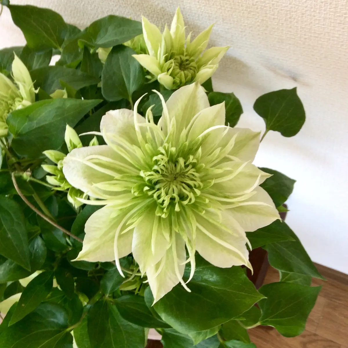 クレマチスです クレマチス『マクロペタラ』 ジャンクガーデン 寄せ植え 花苗通販