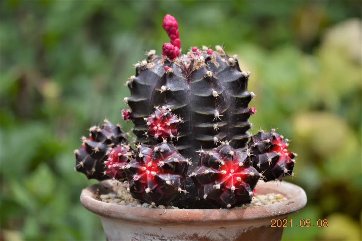 ゴジラのような・・・｜園芸日記by鹿せんべい｜みんなの趣味の園芸｜810818