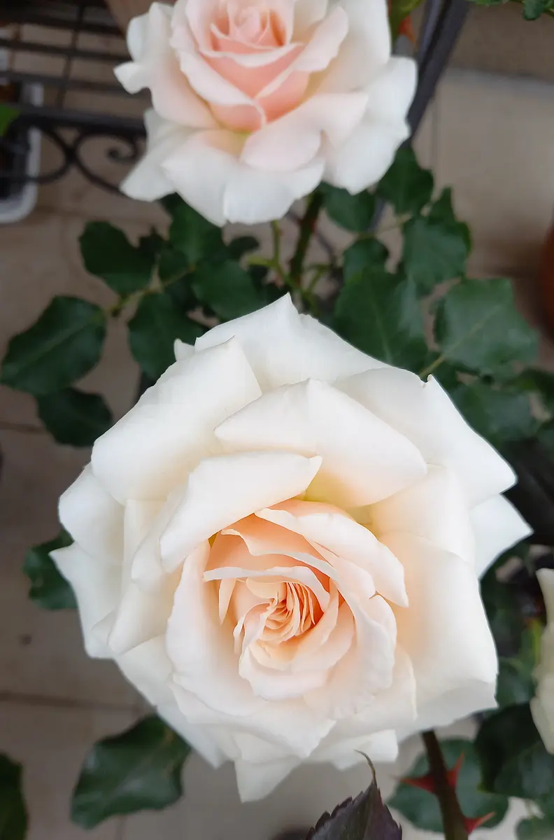 薔薇とレースのジャンクジャーナル・雑記帳 My rose house 雑貨