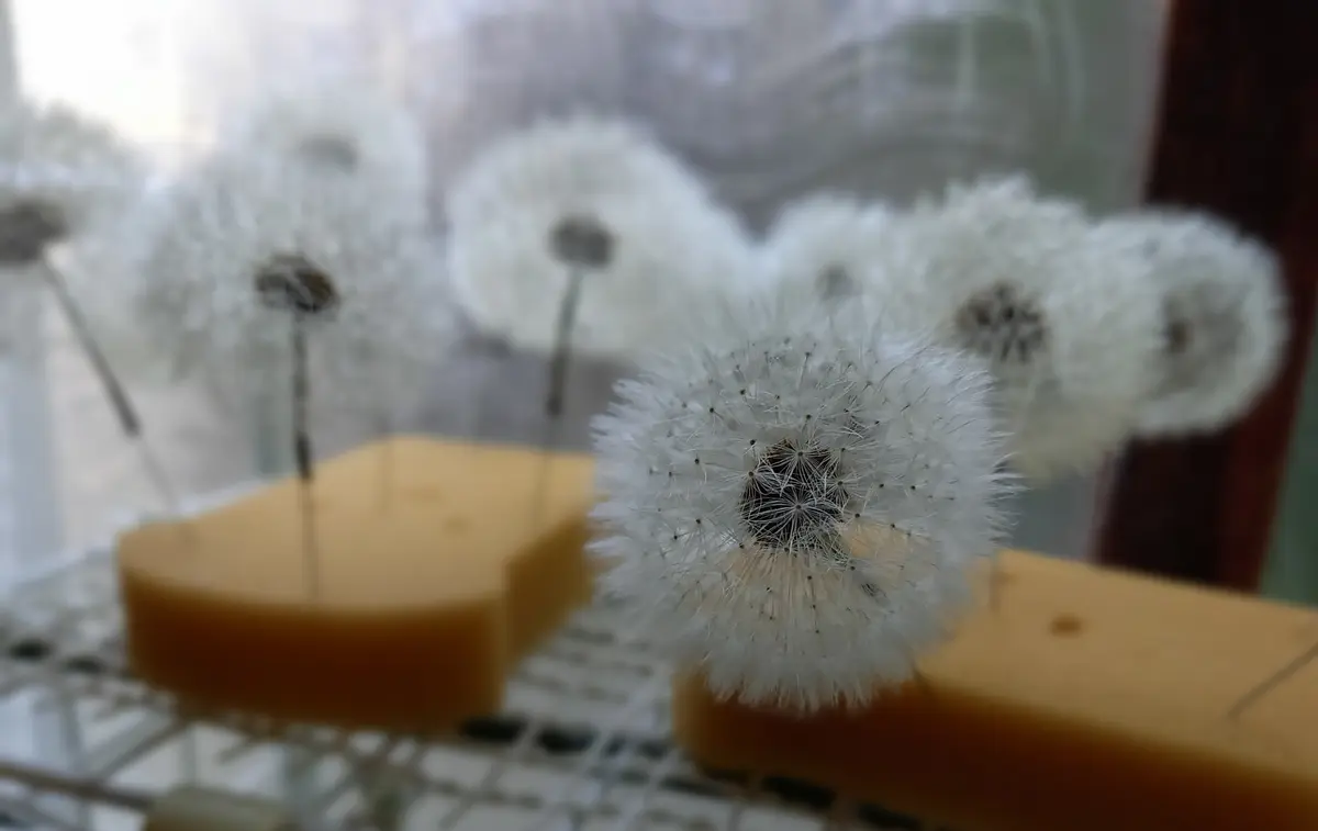 たんぽぽと綿毛様　おまとめ割　フォロー割　専用です。 綿毛になったタンポポが増えてきました この綿毛を見るとやり