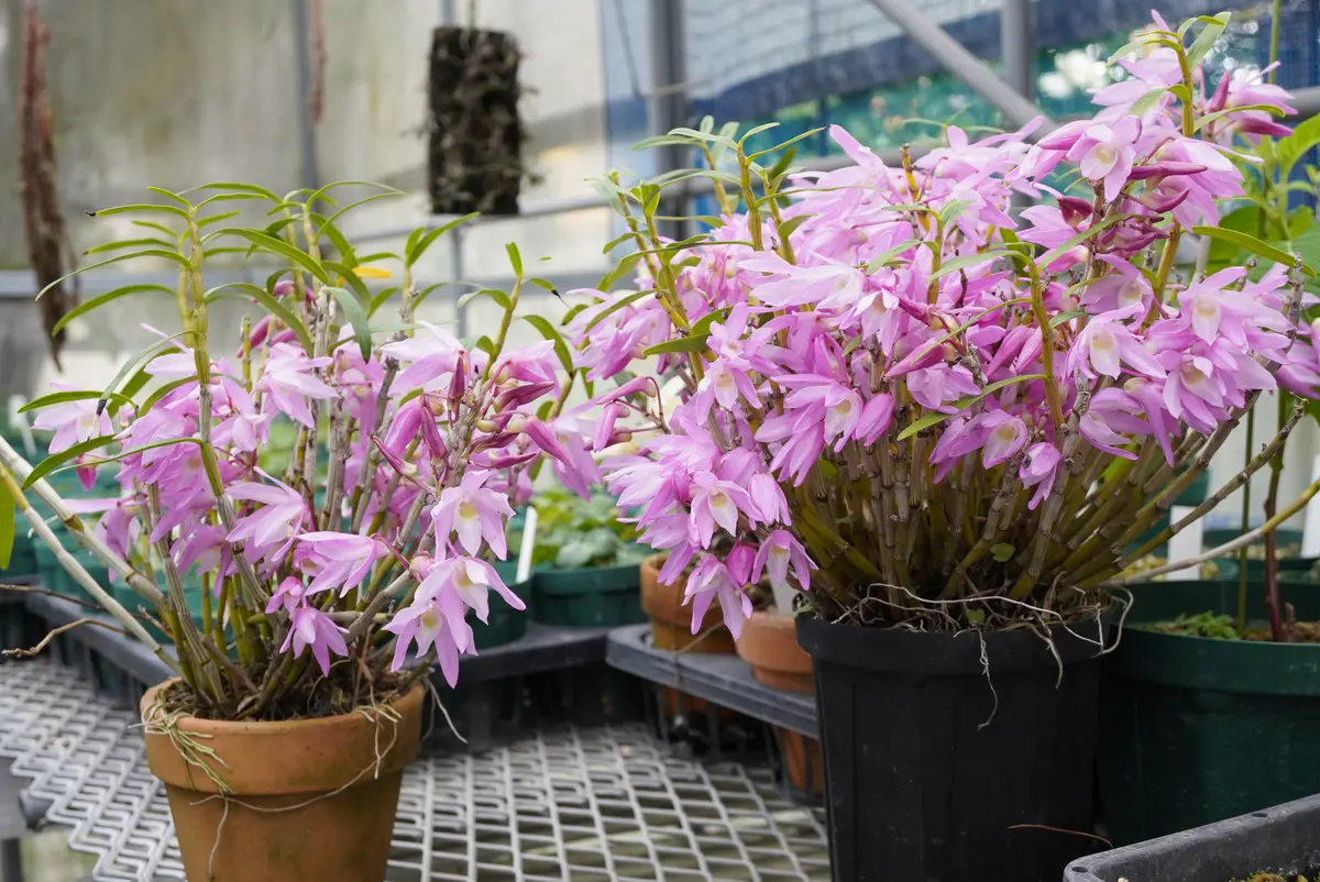 鉢植えのセッコク｜園芸日記by種蒔き病人｜みんなの趣味の園芸｜811585