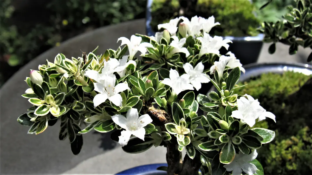 盆栽の花-斑入り白丁花(ハクチョウゲ)〔写真1枚目〕-shinji70さんの