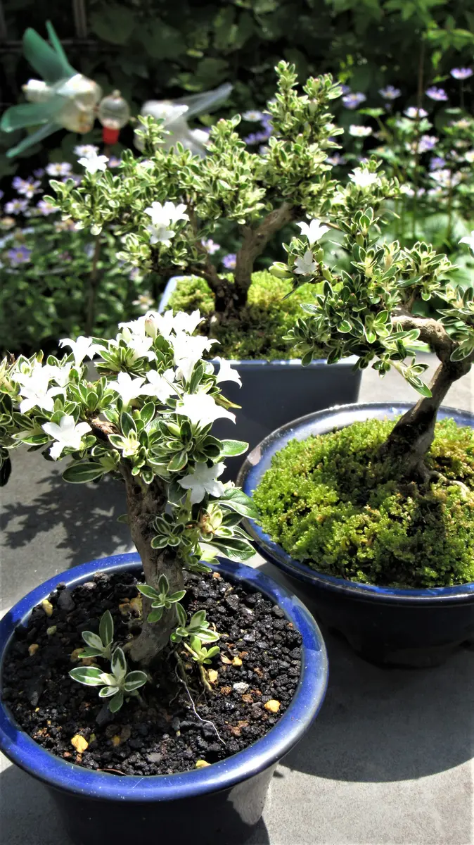 白丁花 ハクチョウゲ 根上がり盆栽 白丁花 ハクチョウゲ 根上がり盆栽 白丁花（ハクチョウゲ）盆栽の販売