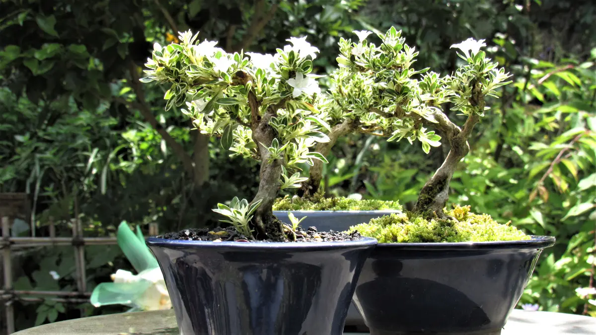 白丁花 ハクチョウゲ 根上がり盆栽 白丁花 ハクチョウゲ 根上がり盆栽 ハクチョウゲ【夏の剪定と針金かけ