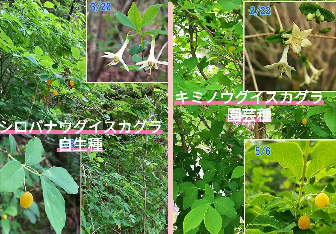 10 山採り ウグイスカグラ 10 山採り ウグイスカグラ
