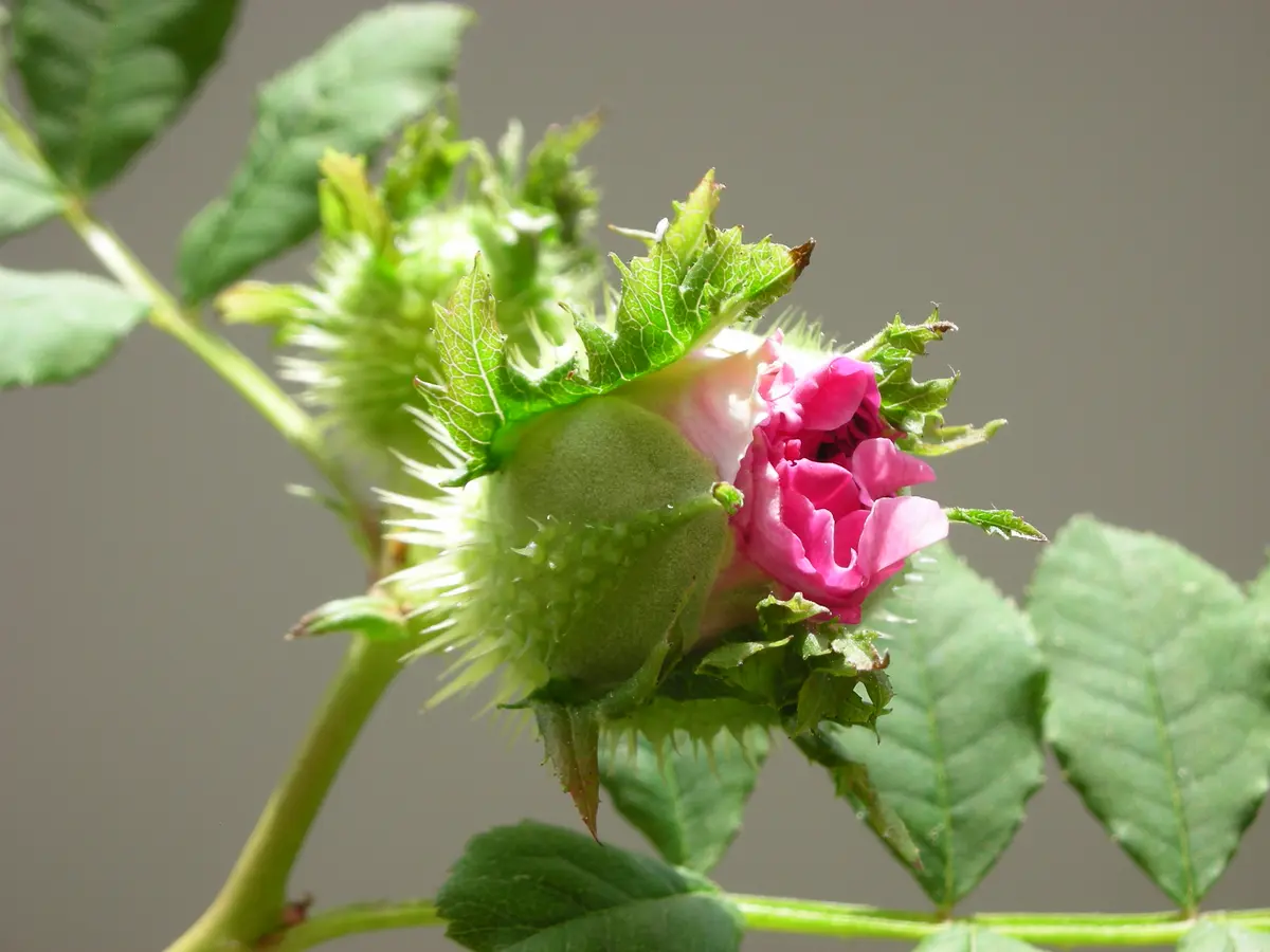十六夜薔薇（イザヨイバラ）の蕾｜園芸日記bynazca｜みんなの