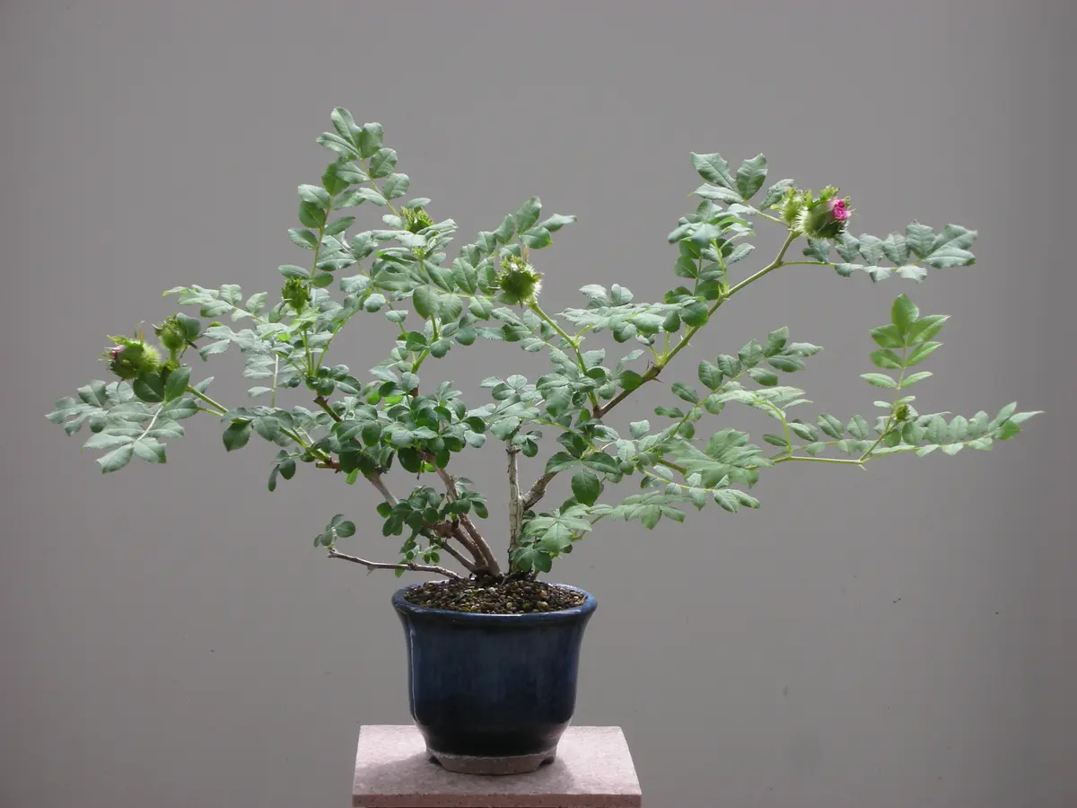 発掘 - 新登場ブランド 十六夜薔薇（イザヨイバラ）の蕾｜園芸日記bynazca｜みんなの 種・苗