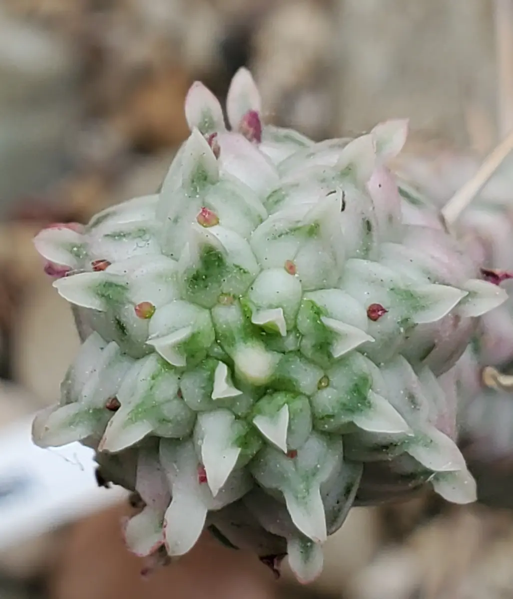 アエオニウム ライチ 法師錦5株抜き苗+仙墨1株 【公式通販】