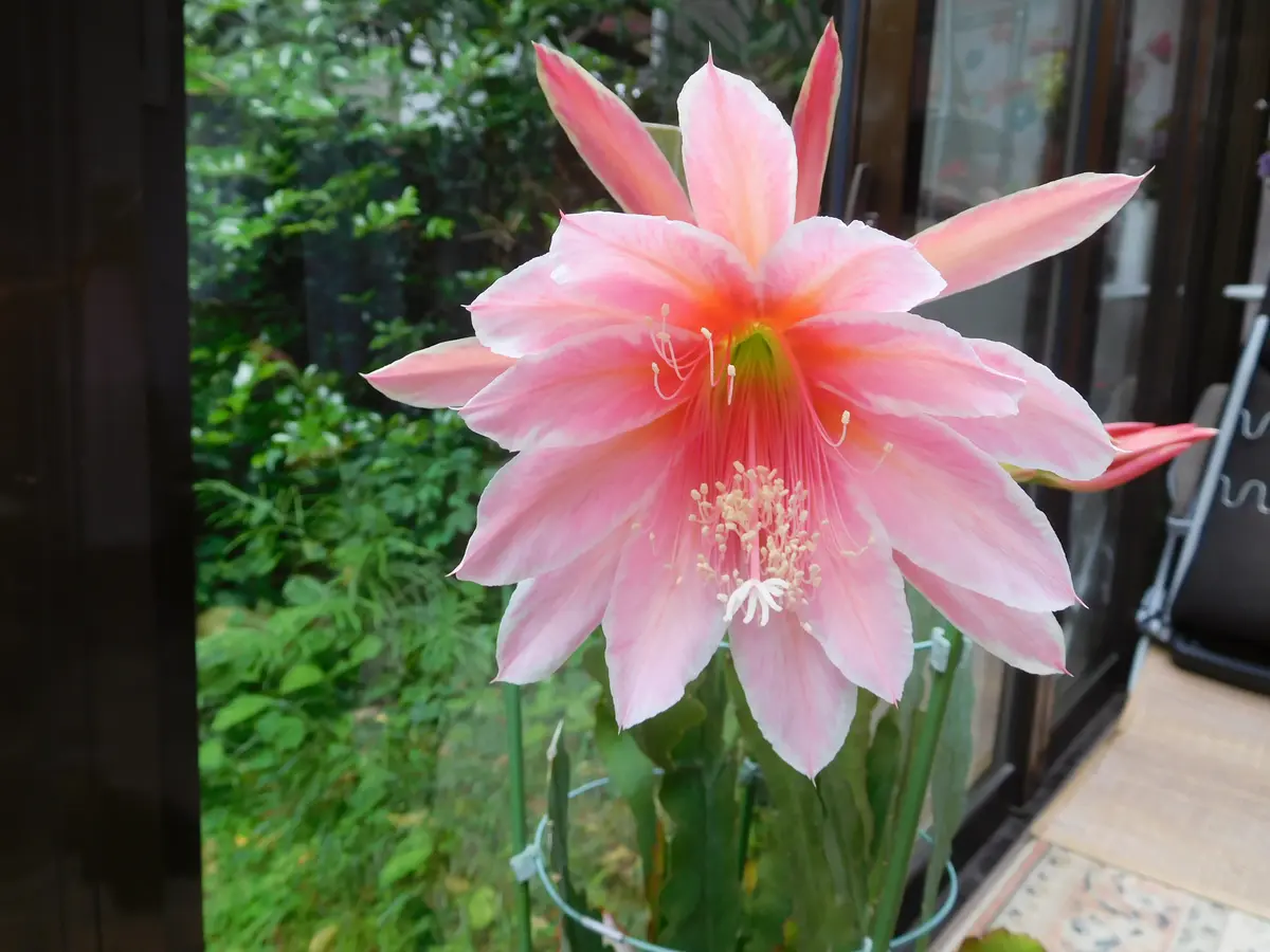 クジャクサボテン「乙女桜」が咲きました｜園芸日記byひょこりんそう