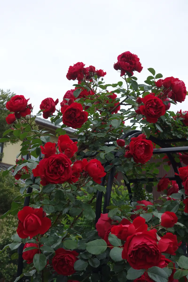 Meyさん専用にさせて頂きます。 #深見東州　てんとう虫は紅薔薇が好き Meyさん専用にさせて頂きます。 #深見東州 てんとう虫は紅薔薇が好き