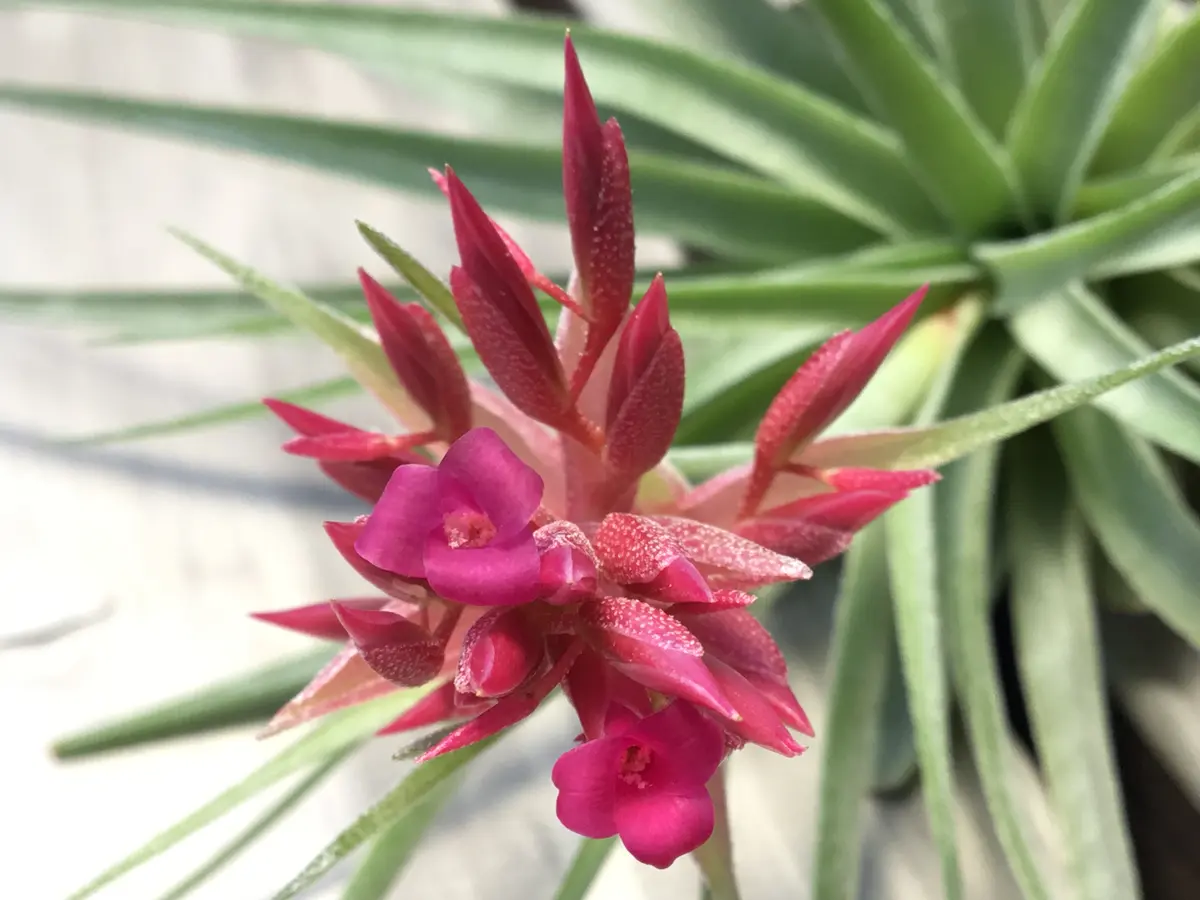 Tillandsiageminifloragreyform チランジア ゲミニフローラ グレー