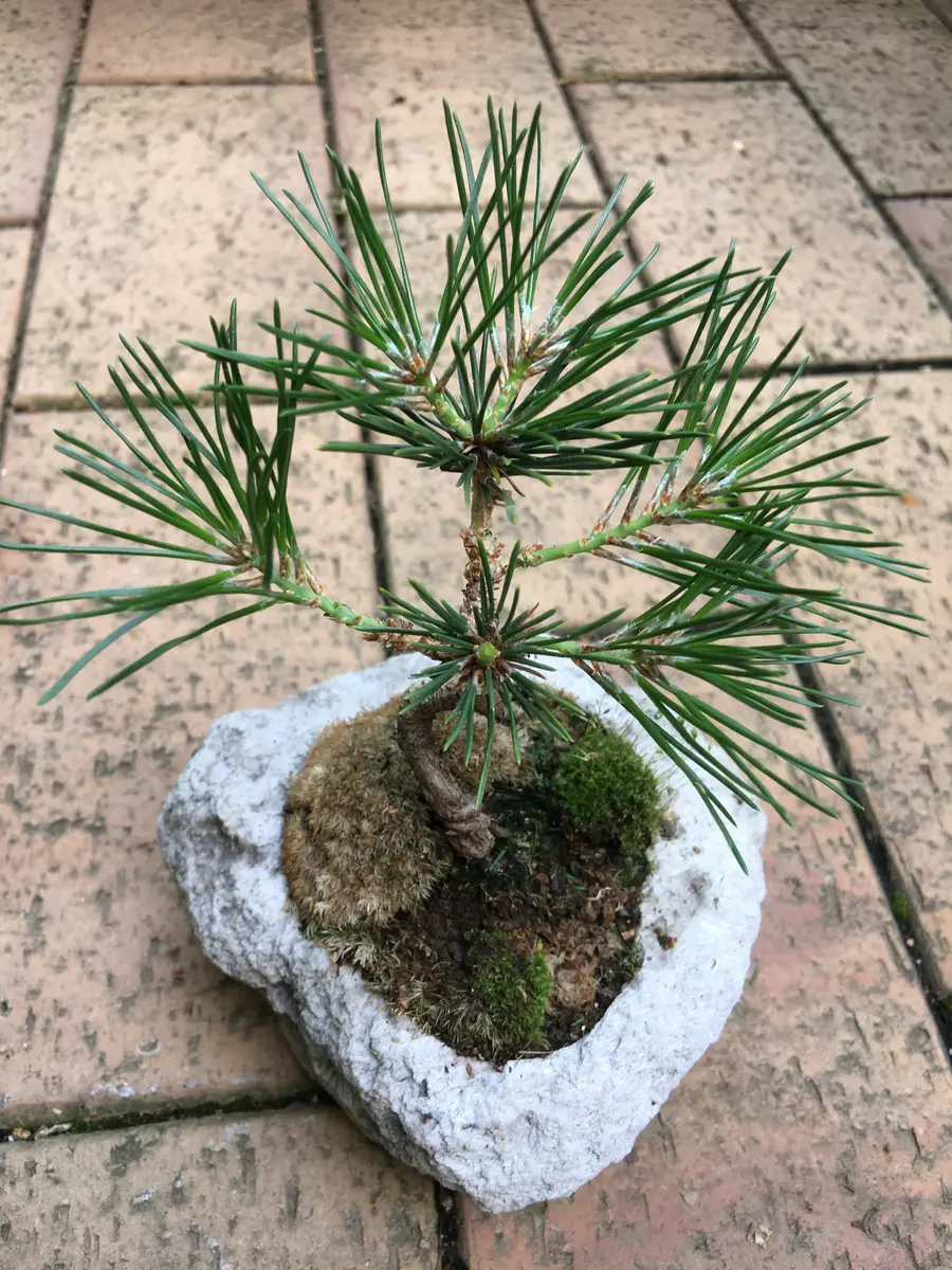 超特価激安 和風 『グミ』 盆栽 おしゃれ ガーデニング 観葉植物 インテリア 盆栽