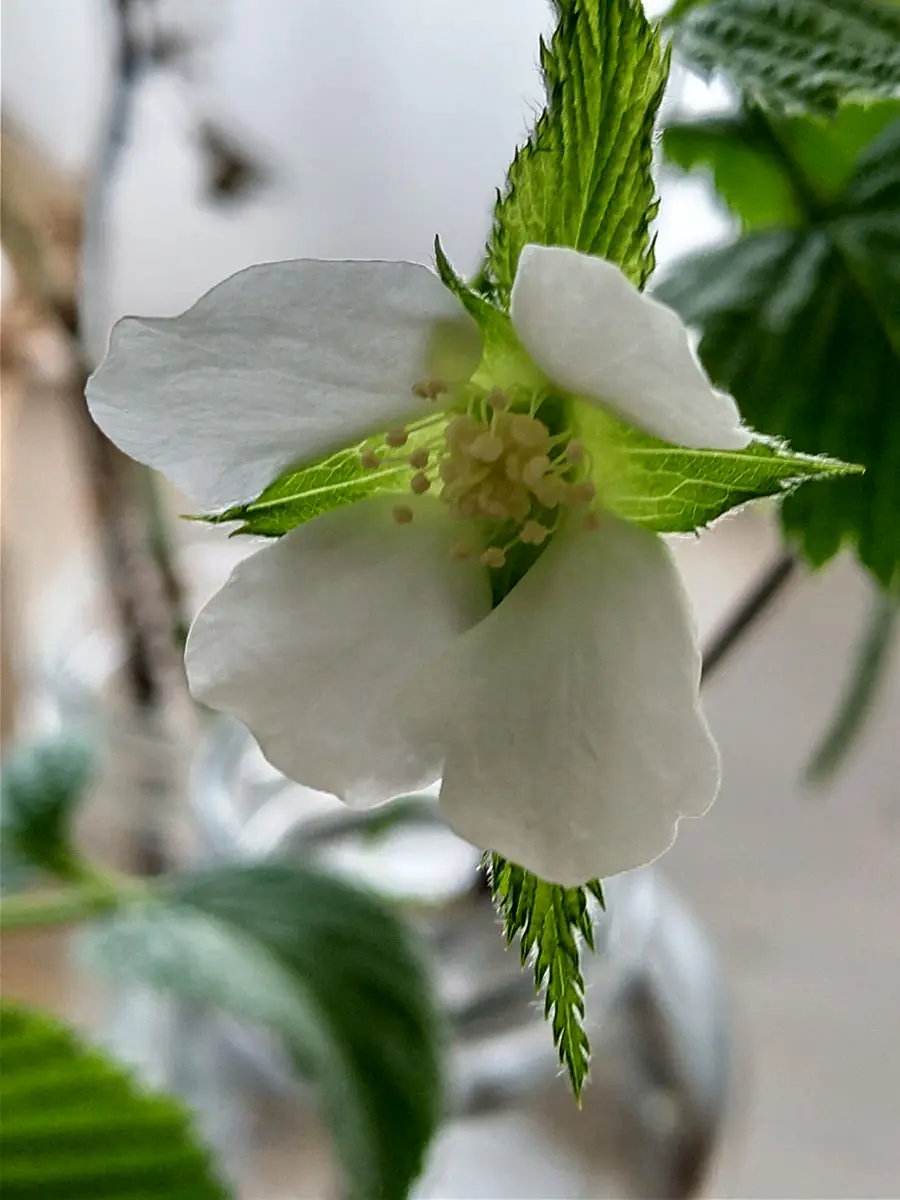やまぶきの挿し木｜園芸日記byいけの恋｜みんなの趣味の園芸｜814838