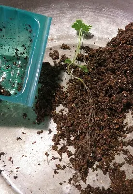 パセリ・・鉢上げ・・｜園芸日記byryomini｜みんなの趣味の園芸｜814886 