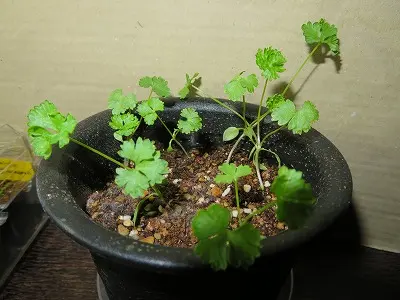パセリ・・鉢上げ・・｜園芸日記byryomini｜みんなの趣味の園芸｜814886 