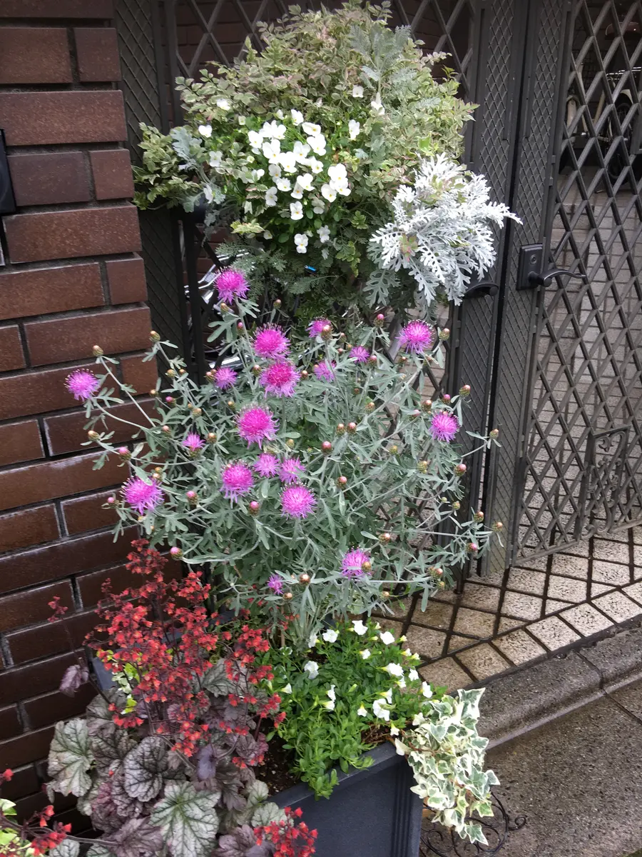 セリ・ピンクフラミンゴ 苗 ピンクの斑入りの可愛いカラーリーフ 寄せ