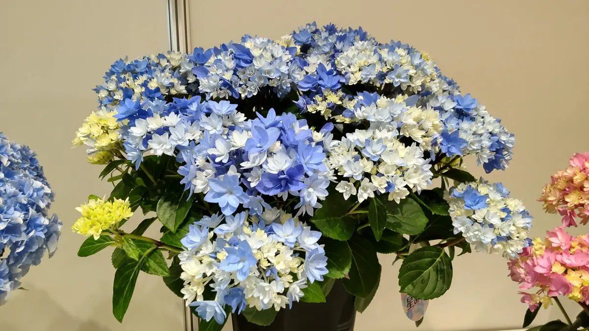 ジャパンフラワーセレクション 紫陽花｜園芸日記byさいちぇん