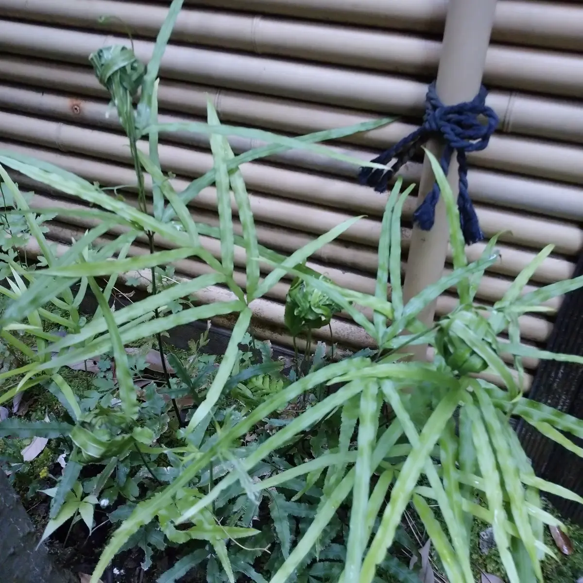 オオバノイノモトソウ｜園芸日記by長寿梅｜みんなの趣味の園芸｜815557