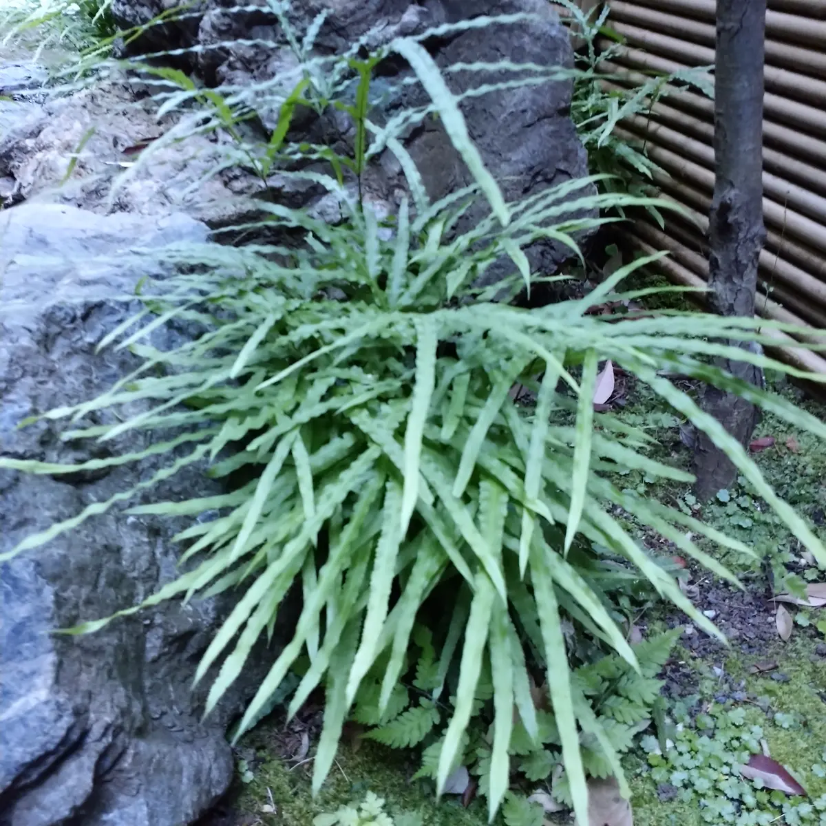 オオバノイノモトソウ｜園芸日記by長寿梅｜みんなの趣味の園芸｜815557