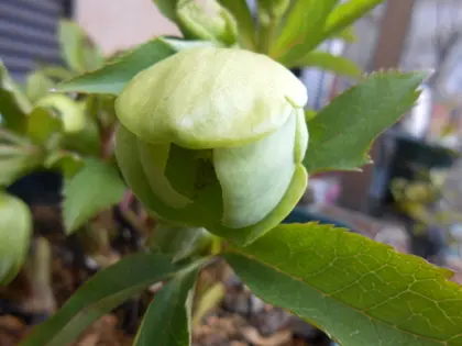 グリーン系のクリスマスローズ。｜園芸日記by愛は花。｜みんなの趣味の