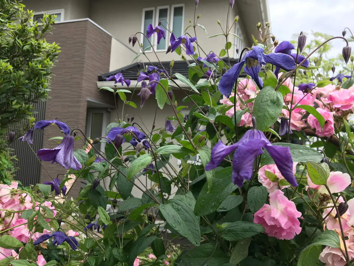 青い花も咲いています。｜園芸日記byピンクペッパー｜みんなの趣味の