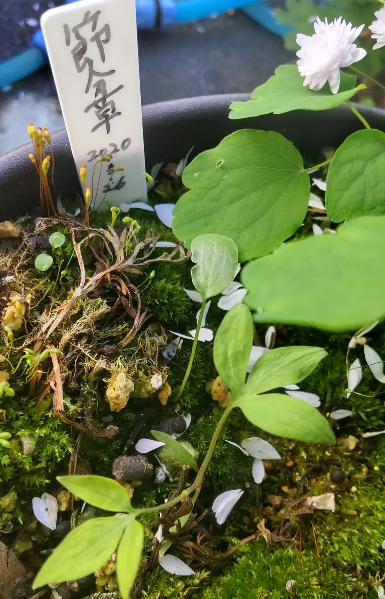 山野草🌿発芽の新芽🌱①｜園芸日記byjictenko｜みんなの趣味の園芸｜815997