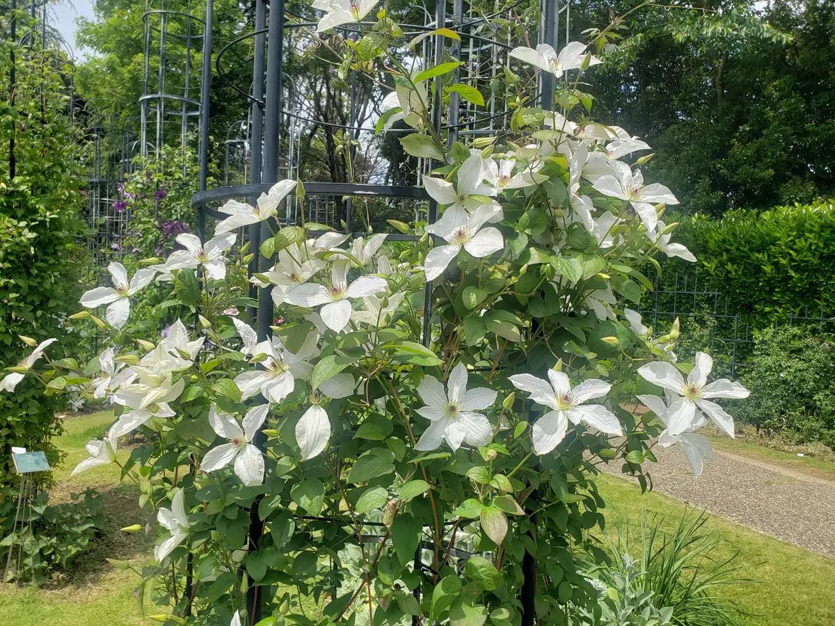 クレマチスの丘・2021・春｜園芸日記by金子 明人｜みんなの趣味の